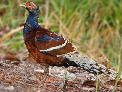 黑颈长尾雉图片