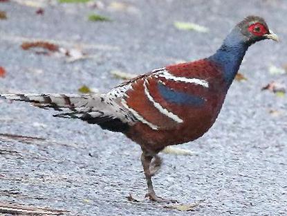 黑颈长尾雉图片