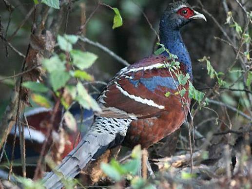 黑颈长尾雉图片