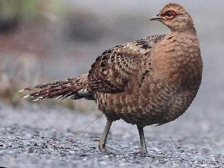 黑颈长尾雉图片
