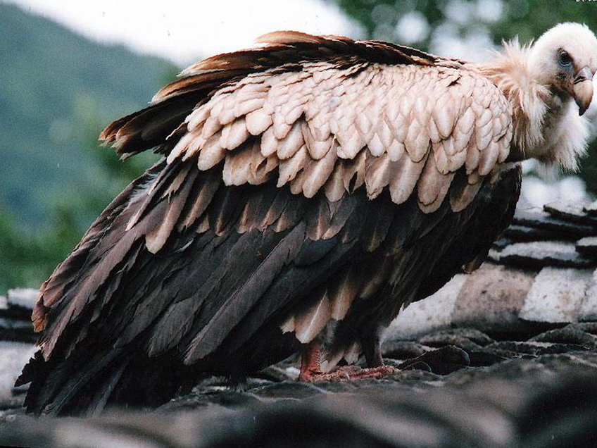 高山兀鹫图片