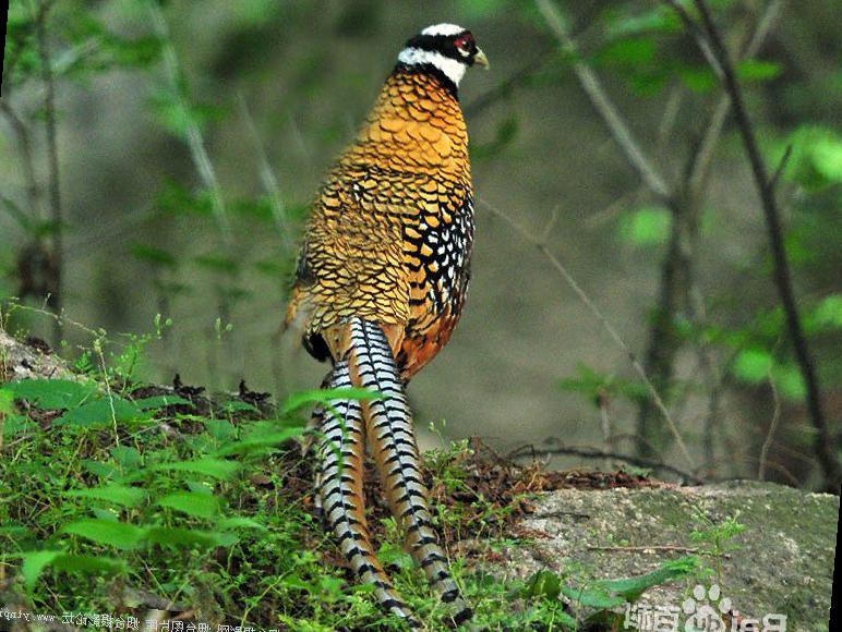 白冠长尾雉图片