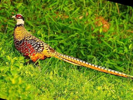 白冠长尾雉图片