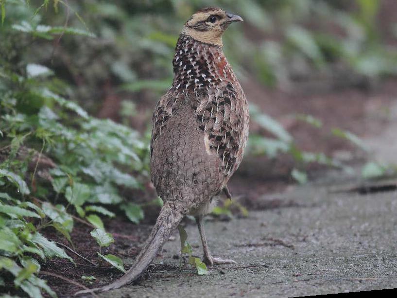 白冠长尾雉图片