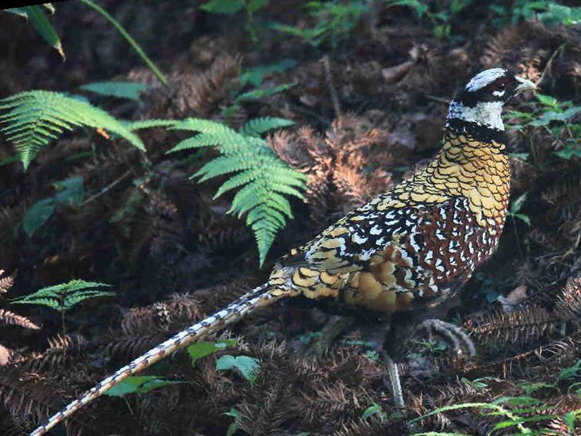 白冠长尾雉图片