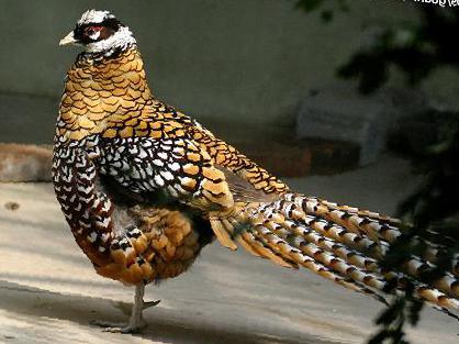 白冠长尾雉图片