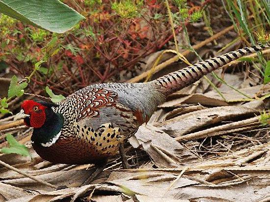 雉鸡图片