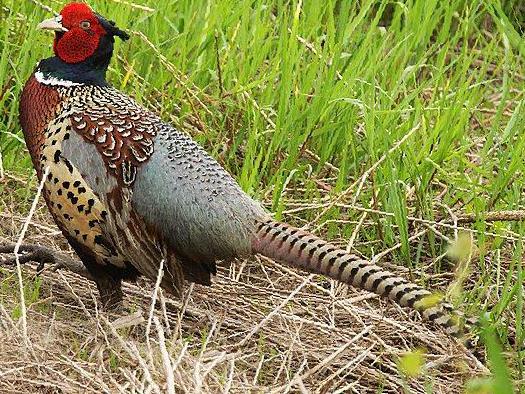 雉鸡图片
