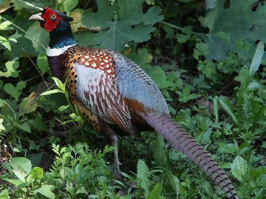 雉鸡图片