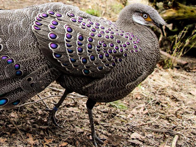 灰孔雀雉图片