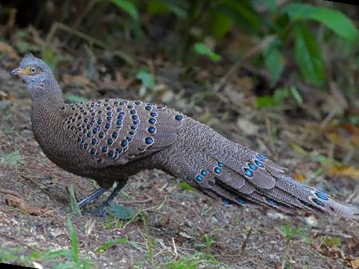 灰孔雀雉图片