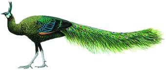 绿孔雀