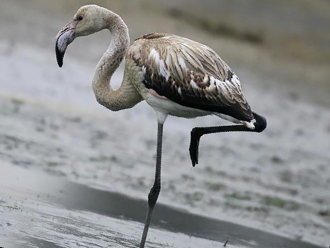大火烈鸟[大红鹳]图片