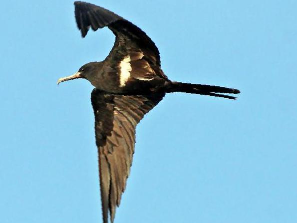 白斑军舰鸟图片