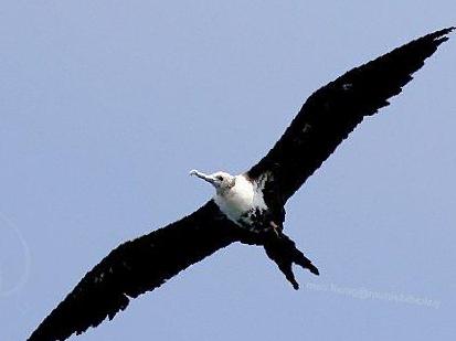 白斑军舰鸟图片