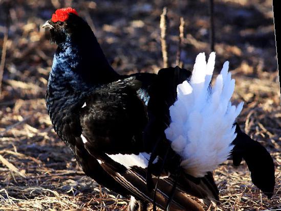 黑琴鸡图片