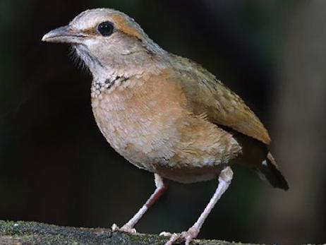 蓝背八色鸫图片