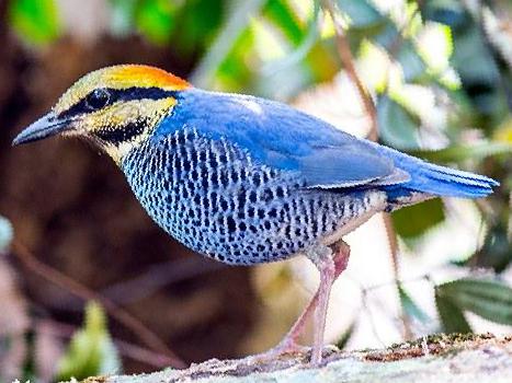蓝八色鸫图片