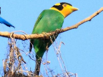 长尾阔嘴鸟图片