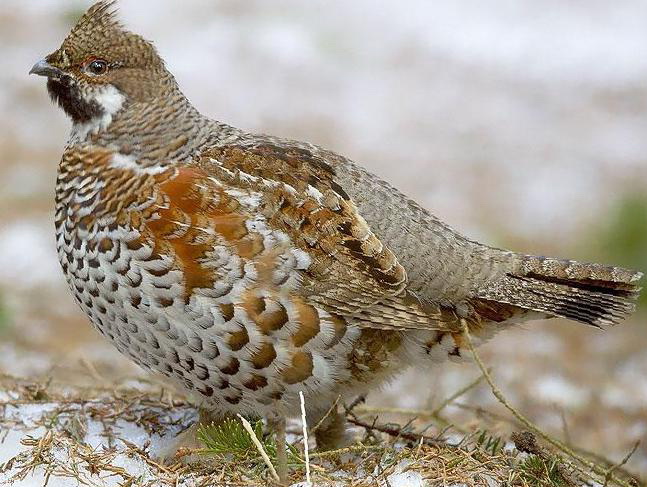 花尾榛鸡图片