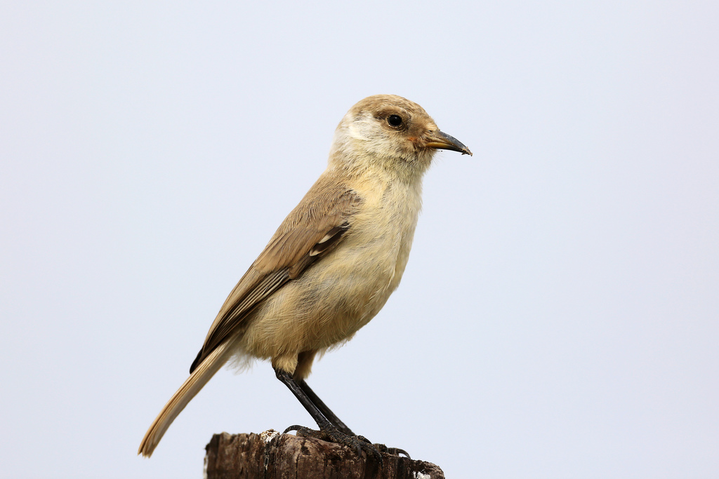褐背拟地鸦图片
