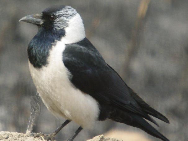 达乌里寒鸦图片