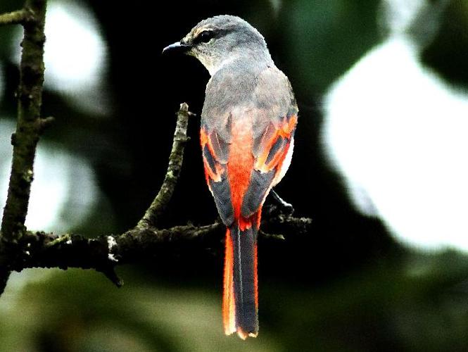 粉红山椒鸟图片