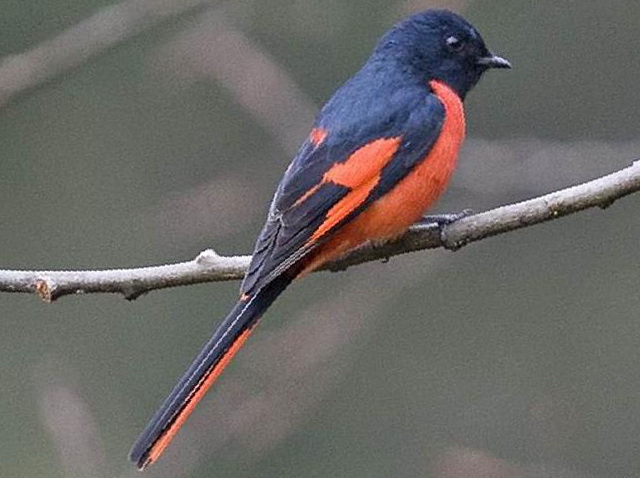 长尾山椒鸟图片