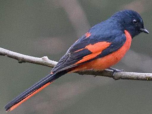 长尾山椒鸟图片