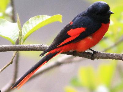 短嘴山椒鸟图片