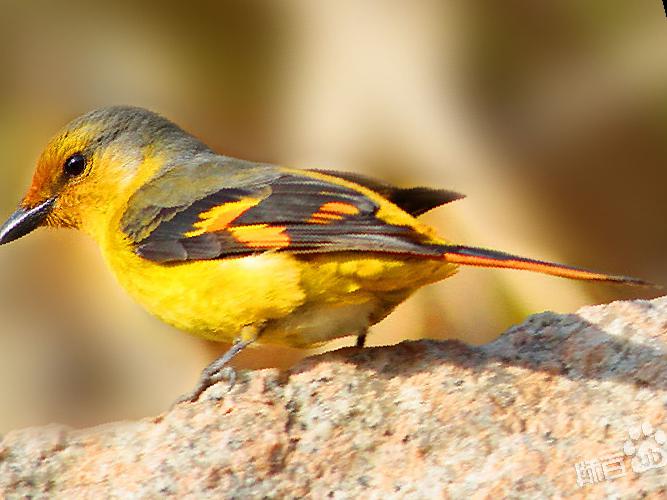 赤红山椒鸟图片