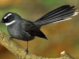 白喉扇尾鹟图片