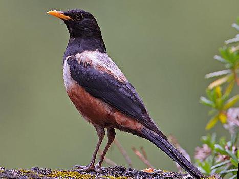 棕背黑头鸫图片