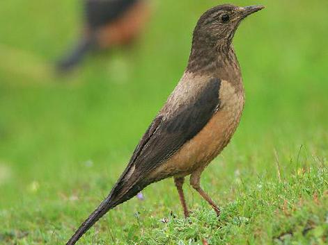 棕背黑头鸫图片