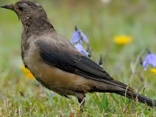 棕背黑头鸫图片