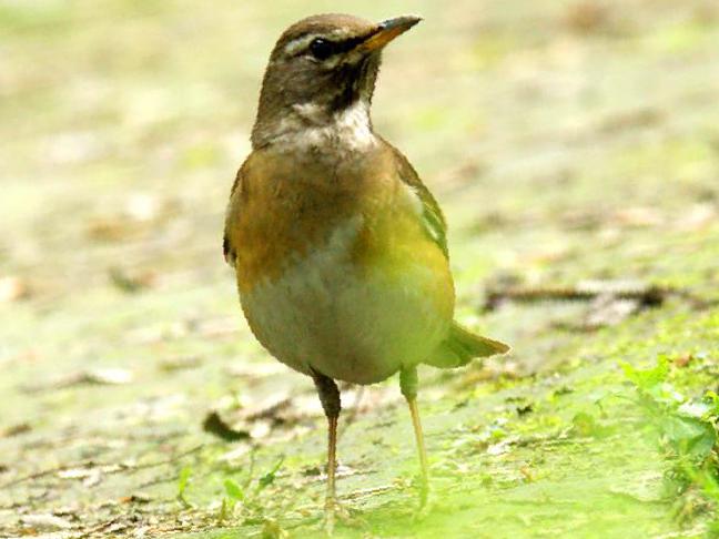 白眉鸫图片