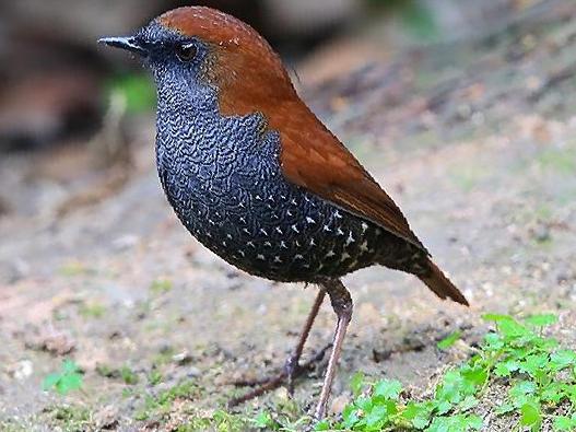 栗背短翅鸫图片