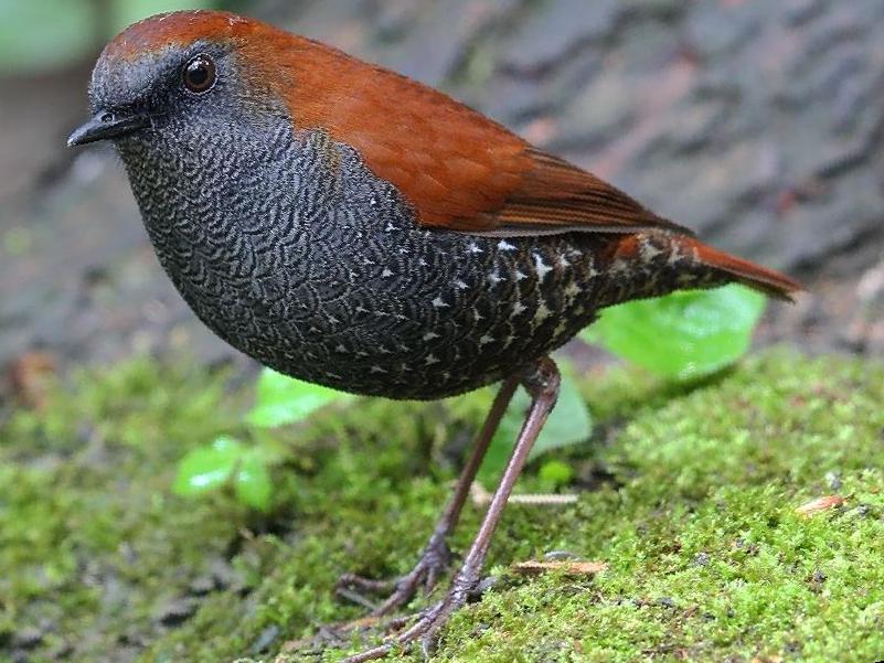 栗背短翅鸫图片