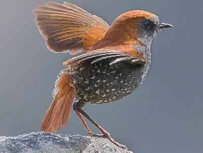 栗背短翅鸫图片