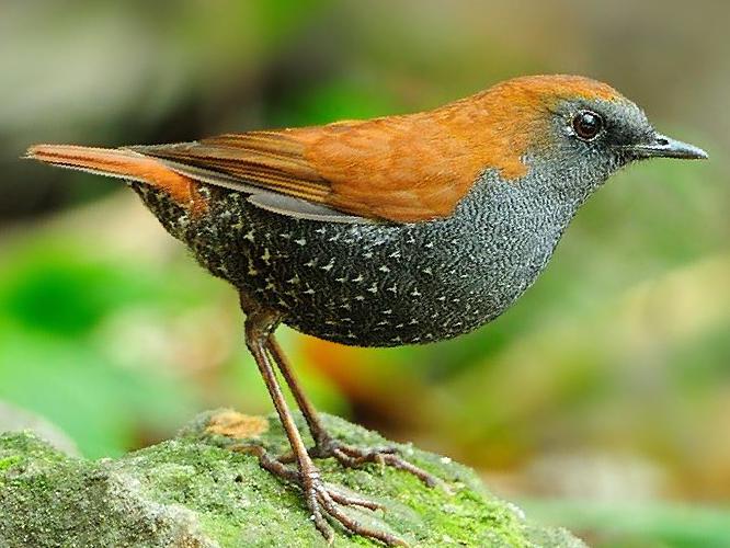 栗背短翅鸫图片