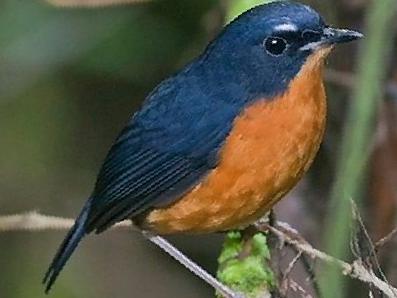 锈腹短翅鸫图片