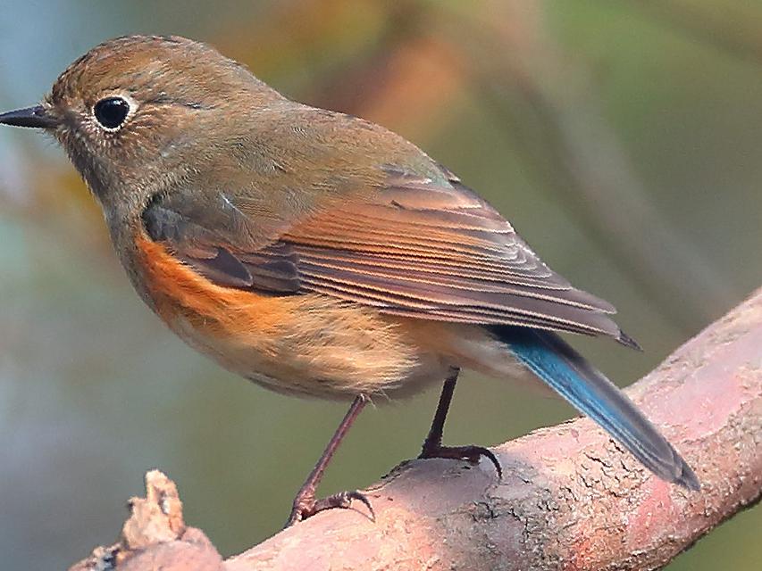 锈腹短翅鸫图片