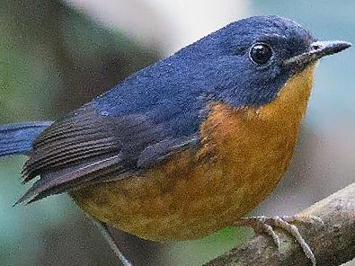 锈腹短翅鸫图片