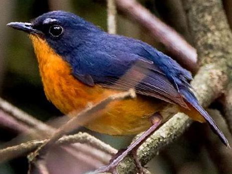 锈腹短翅鸫图片