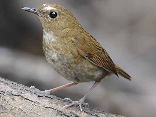 白喉短翅鸫图片