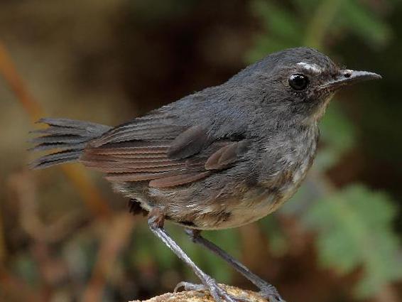 白喉短翅鸫图片