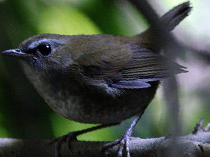 白喉短翅鸫图片