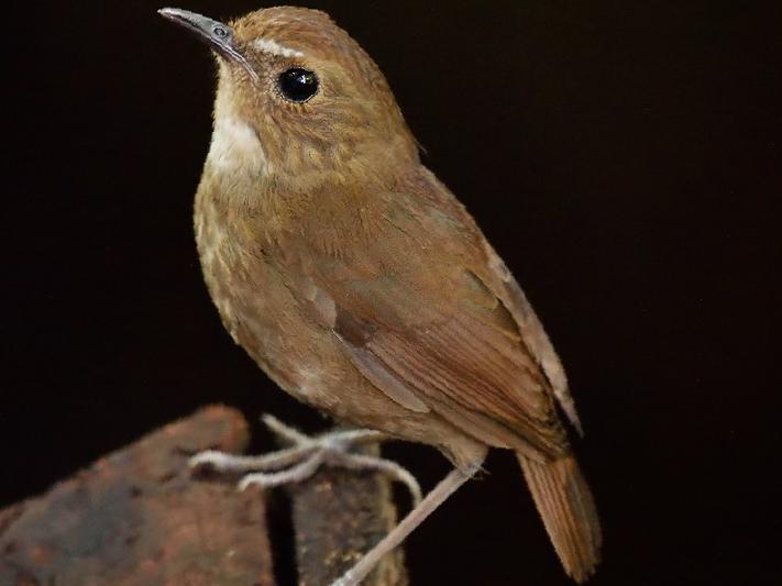 白喉短翅鸫图片