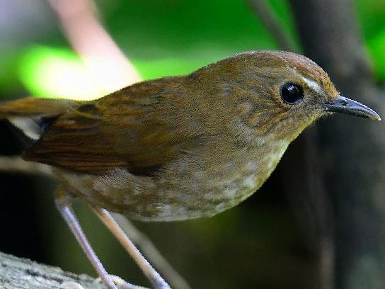 白喉短翅鸫图片