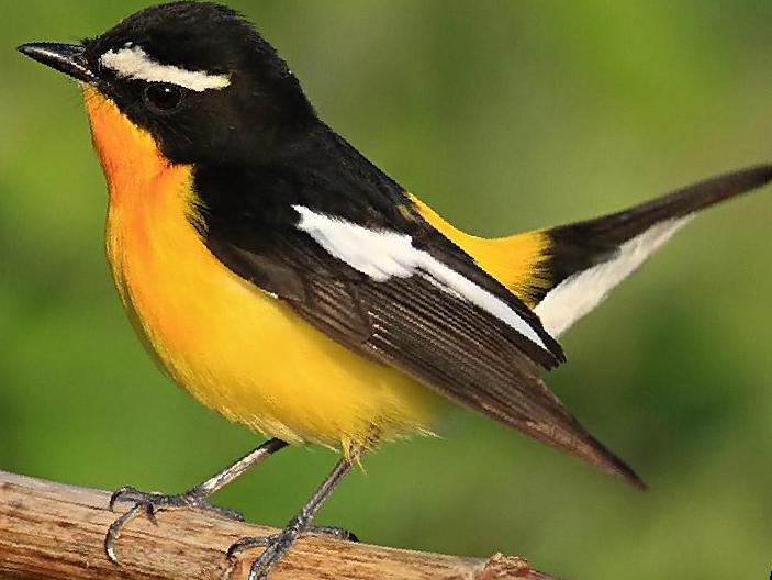 白眉[姬]鹟图片